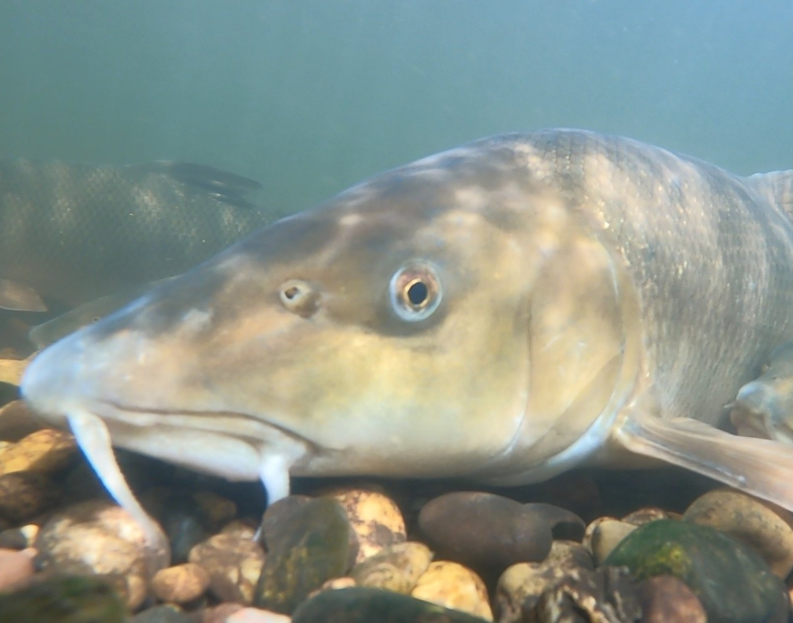 My Movie: Britain's Hidden Fishes image