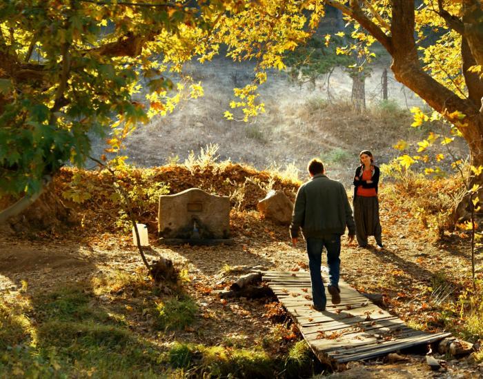 THE-WILD-PEAR-TREE-IMAGE