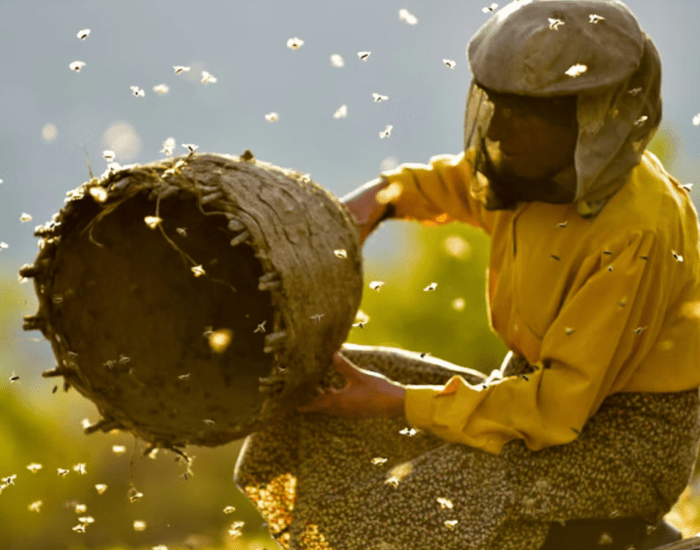 A person in a yellow beekeepers suit and protective headwear tips a skep hive full of bees. The bees are flying around the beekeeper's body. 