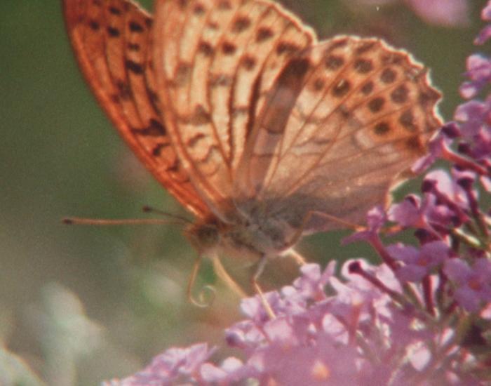 Super Nature image